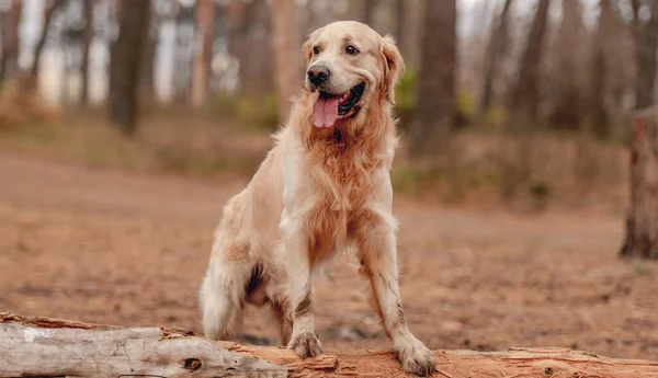 Sonbahar ormanında golden retriever köpeği — Stok fotoğraf