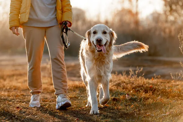 Flicka med golden retriever hund — Stockfoto