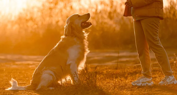 Golden retriever köpeği olan kız — Stok fotoğraf