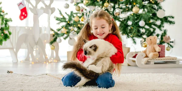 Bambino con gatto ragdoll nel periodo natalizio — Foto Stock