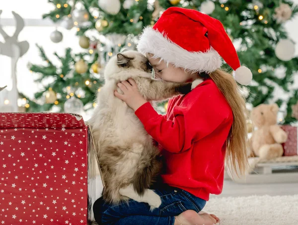 Niño con gato ragdoll en tiempo de Navidad —  Fotos de Stock