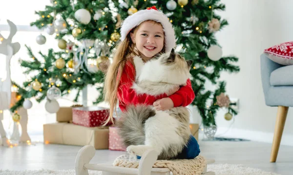 Bambino con gatto ragdoll nel periodo natalizio — Foto Stock