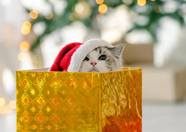Ragdoll γάτα σε Χριστούγεννα — Φωτογραφία Αρχείου