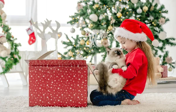 Bambino con gatto ragdoll nel periodo natalizio — Foto Stock