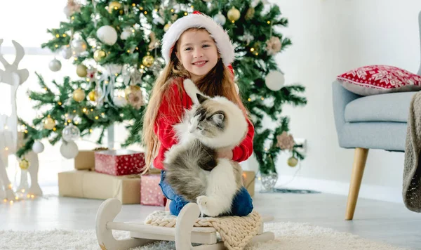 Niño con gato ragdoll en tiempo de Navidad — Foto de Stock