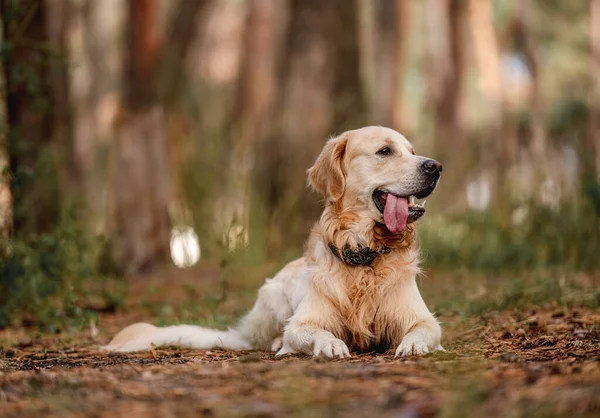 Perro perdiguero de oro en el bosque —  Fotos de Stock