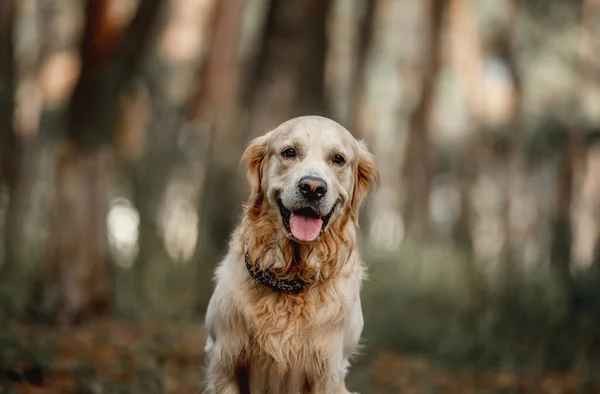 Golden retriever köpek orman — Stok fotoğraf