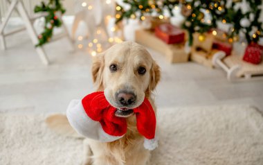 Noel zamanı Golden retriever köpeği