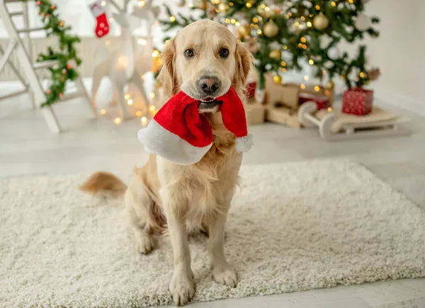 Złoty pies retriever w okresie Bożego Narodzenia — Zdjęcie stockowe