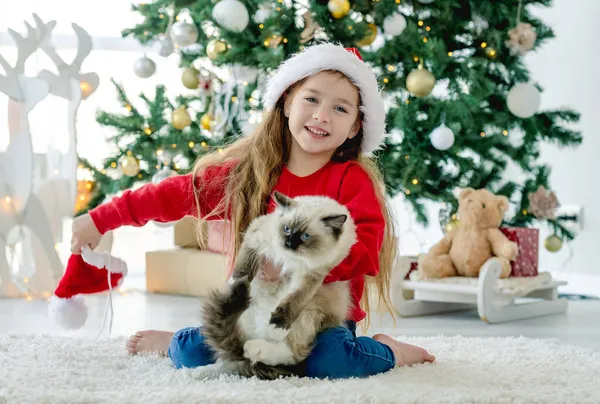 Ragazza bambina con gatto ragdoll nel periodo natalizio — Foto Stock