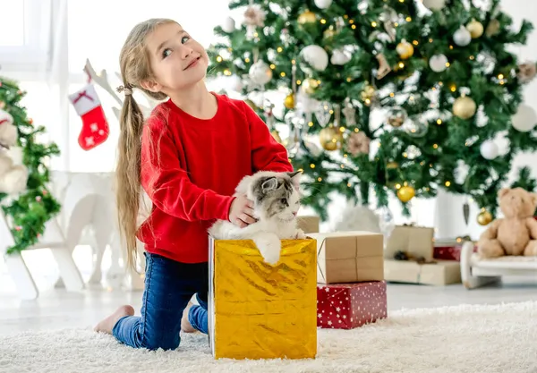 Dziecko z kotem ragdoll w okresie Bożego Narodzenia — Zdjęcie stockowe