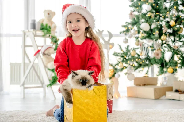 Dziecko z kotem ragdoll w okresie Bożego Narodzenia — Zdjęcie stockowe