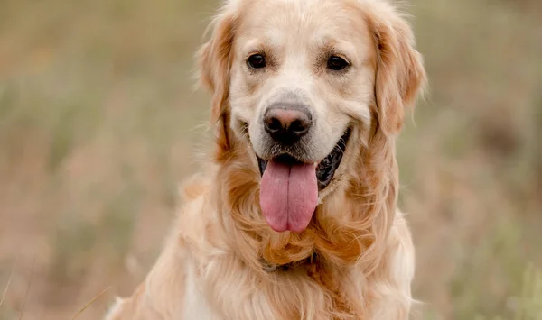 Golden retriever dog in the field — Stock Photo, Image