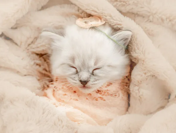 Ragdoll kitten sleeping — Stock Photo, Image