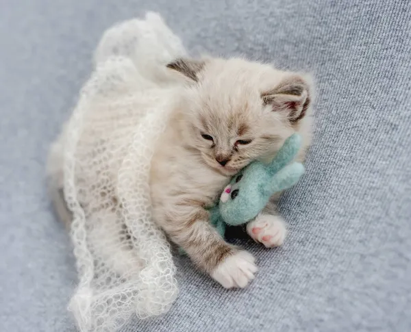 Ragdoll gatinho dormindo — Fotografia de Stock