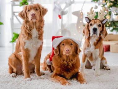 Toller av köpekleri ve av köpekleri Noel zamanı