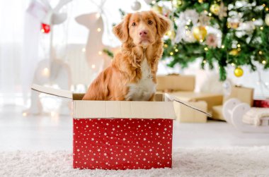 Noel zamanı Toller Retriever