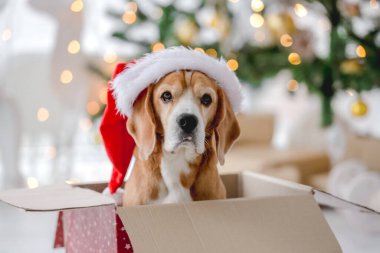 Noel zamanı av köpeği.