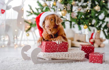 Noel zamanı Toller Retriever