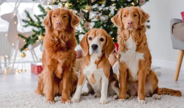 Toller av köpekleri ve av köpekleri Noel zamanı