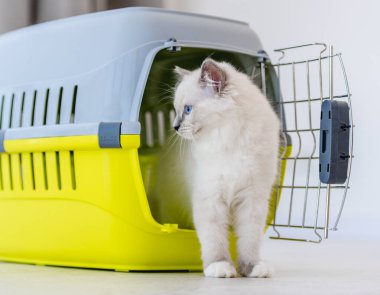 Bez bebek kedisi taşıyan