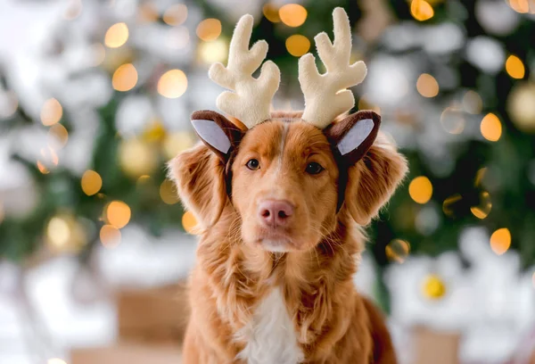 Toller retriever в Рождество — стоковое фото