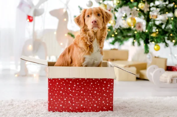 Toller retriever em tempo de Natal — Fotografia de Stock