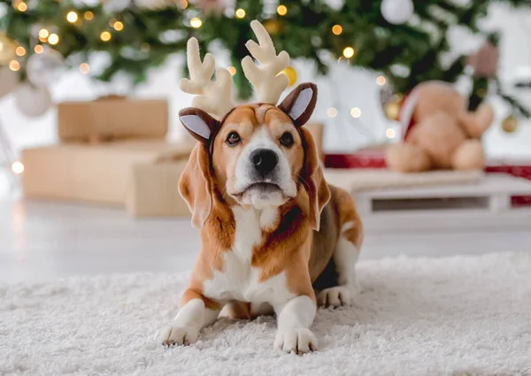 Beagle pies w czasie Bożego Narodzenia — Zdjęcie stockowe