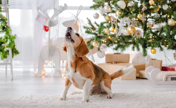 Beagle pies w czasie Bożego Narodzenia — Zdjęcie stockowe