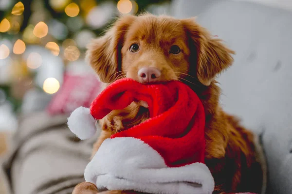 Toller retriever in Christmas time — Stock Photo, Image