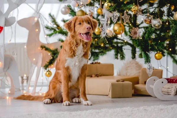 Toller retriever em tempo de Natal — Fotografia de Stock