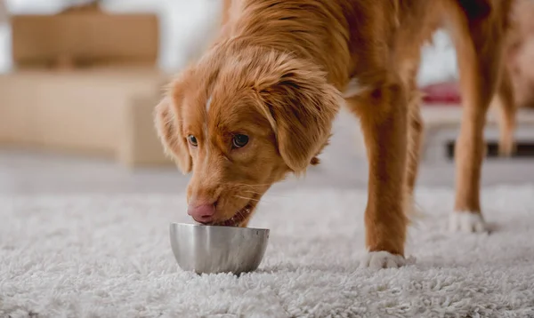 Toller retriever cão comendo — Fotografia de Stock