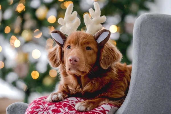 Toller retriever в Рождество — стоковое фото