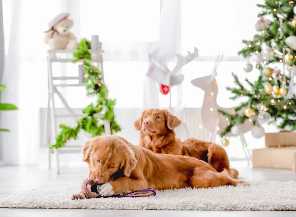 Toller psów retriever w okresie Bożego Narodzenia — Zdjęcie stockowe