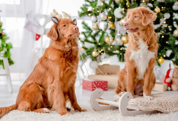 Toller perros recuperadores en tiempo de Navidad —  Fotos de Stock