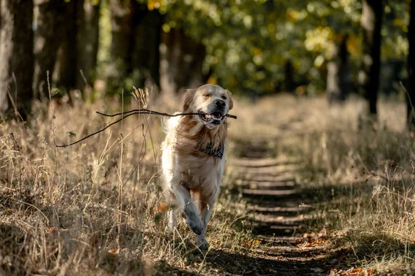 Sonbahar parkında golden retriever köpeği — Stok fotoğraf
