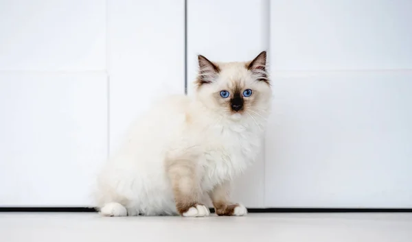 ラグドール猫-光の部屋 — ストック写真