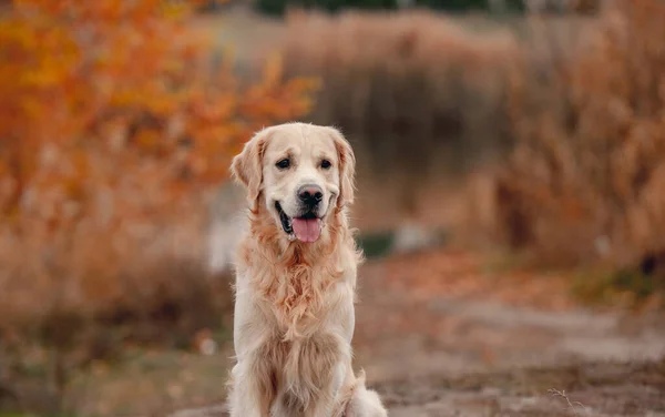 Golden retriever cão na floresta de outono — Fotografia de Stock