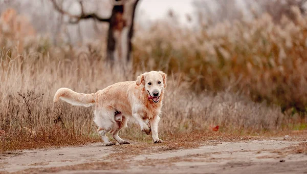 Sonbahar ormanında golden retriever köpeği — Stok fotoğraf