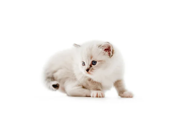 Ragdoll gato gatinho isolado no fundo branco — Fotografia de Stock