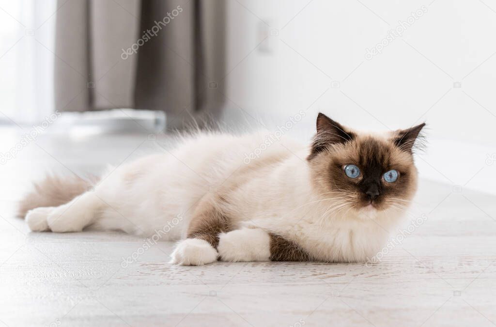 Ragdoll cat portrait