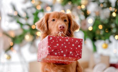 Noel zamanı Toller Retriever