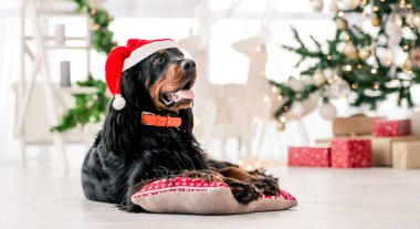 Noel zamanı Gordon setter