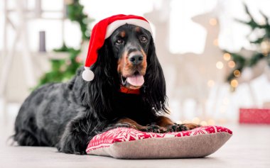 Noel zamanı Gordon setter