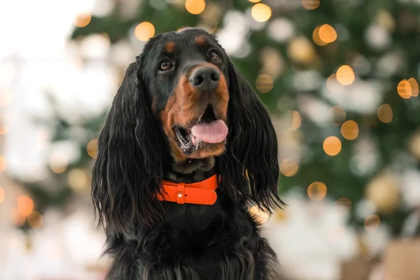 Gordon Setter na época do Natal — Fotografia de Stock