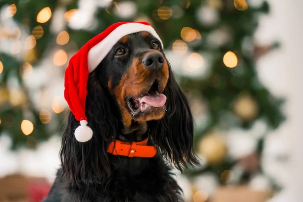 Gordon setter in Christmas time — Zdjęcie stockowe