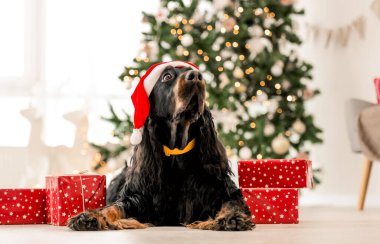 Noel zamanı Gordon setter