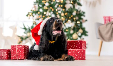 Noel zamanı Gordon setter