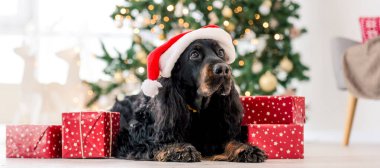 Noel zamanı Gordon setter