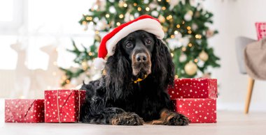 Noel zamanı Gordon setter